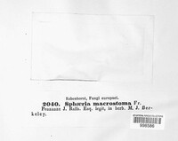 Lophiostoma macrostomum image